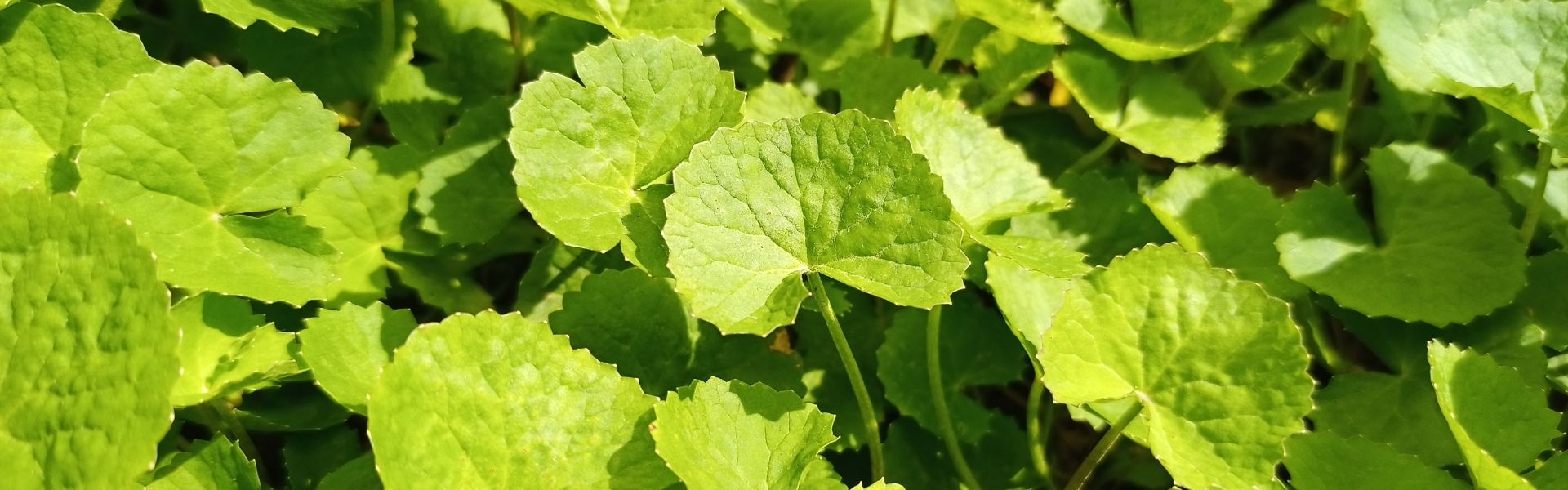 From Leaf to Lab - Complete Stevia Excellence